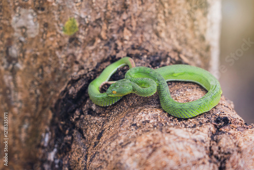 Snake with hemotoxic venom affects the blood system. Large-eyed Pit Viper - Trimeresurus macrops curled up on a branch with sunlight after the rain and nature background. photo