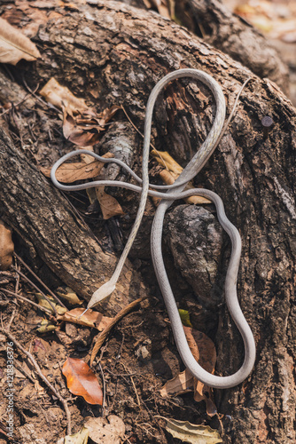 Oriental Whip Snake - Ahaetulla prasina creamy or grey white morph is a very mildly venomous snake in the family Colubridae not harmful to humans. photo