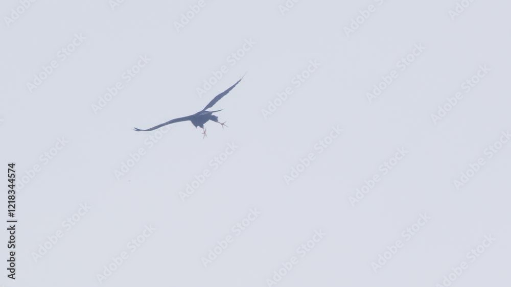 A stunning brown hawk in flight, gliding above the expansive rainforest canopy. A stunning brown hawk in flight, gliding above the expansive rainforest canopy.