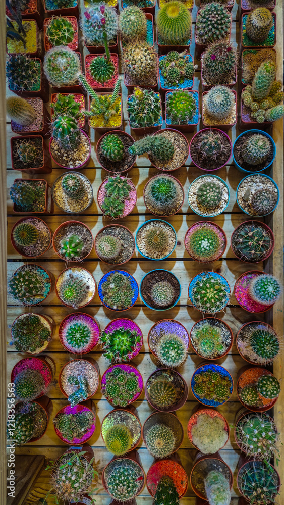 Fototapeta premium Cactus colours