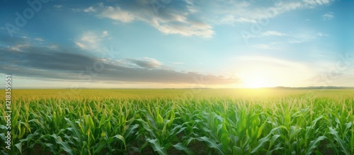 Lush green cornfield stretching towards the horizon under a bright blue sky with fluffy clouds and a warm golden sunrise in the background