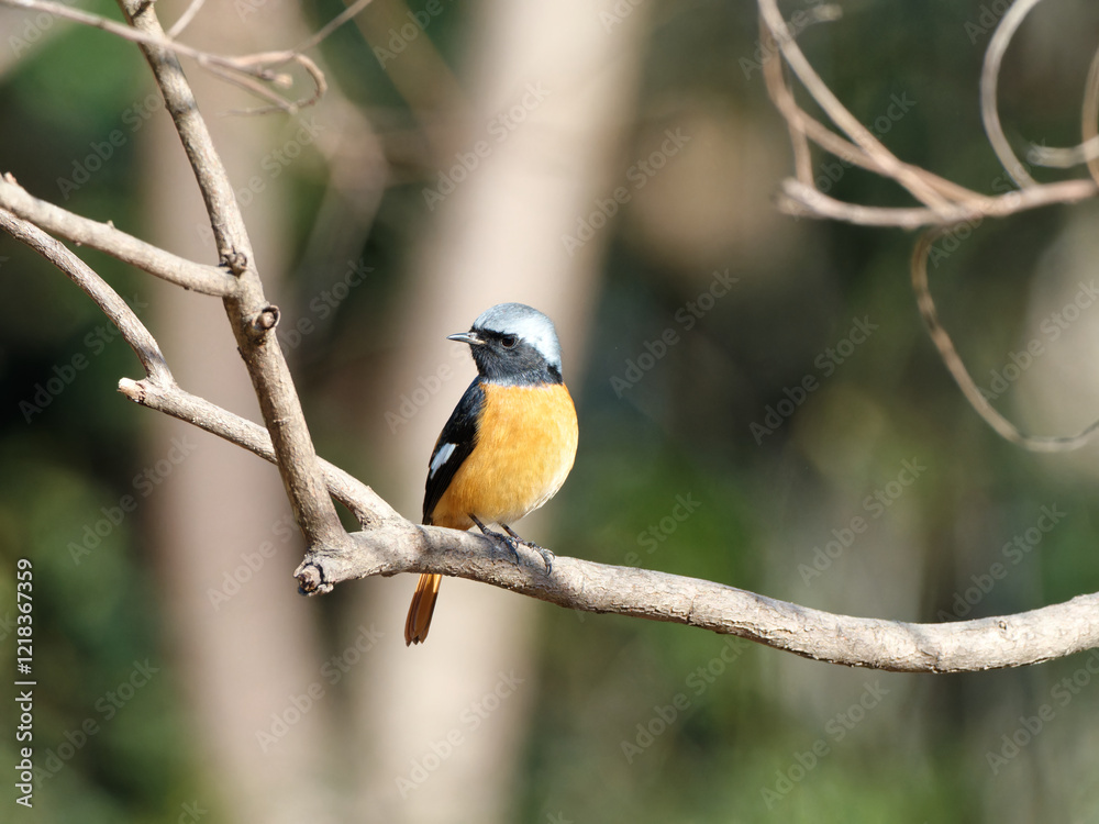 Beautiful bird Redstart bird, Daurian Redstart (Phoenicurus auroreus) standing on a branch. Beautiful bird Redstart bird, Daurian Redstart (Phoenicurus auroreus) standing on a branch.