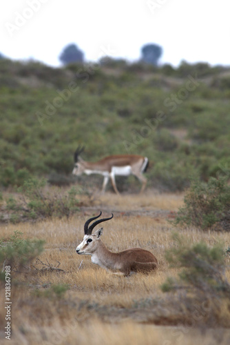 Gazelle grazing among dry grass in a desert area. Even-toed mammals, Azerbaijan.