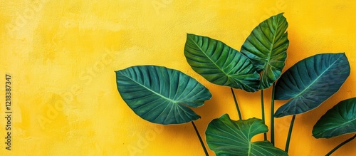 Vibrant yellow wall background with large green Alocasia Sarawak leaves positioned asymmetrically creating a striking tropical aesthetic photo