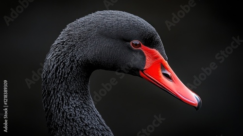 Fototapeta Naklejka Na Ścianę i Meble -  Black swan profile, dark background, wildlife portrait