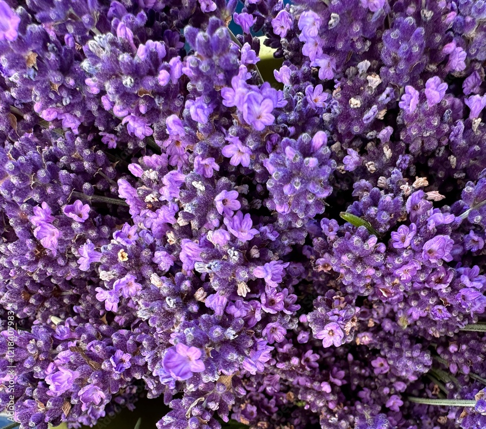 Close up of purple flowers