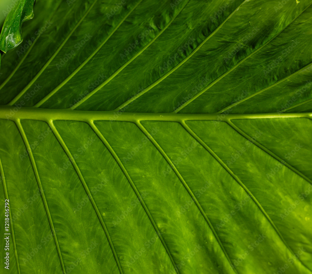 Vibrant close-up of green tropical leaf, plant veins and texture.