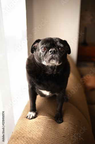 Close up of senior black pug dog sitting on couch photo