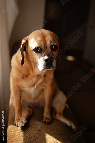 Up close Puggle dog looking into camera with sad face photo