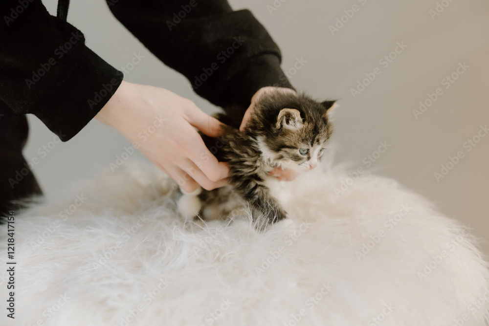 Baby kitten being held gently Baby kitten being held gently