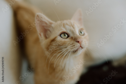 Wallpaper Mural Orange tabby looking into light Torontodigital.ca