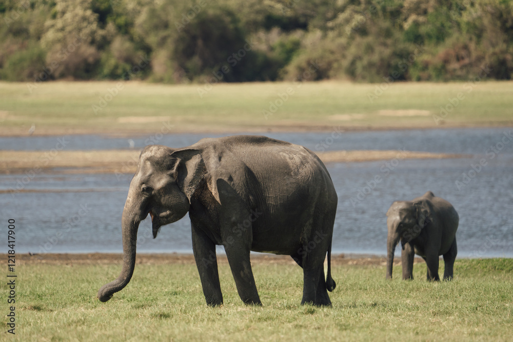 Serene Adult and young elephant grazing at watering hole in Sri Lanka Serene Adult and young elephant grazing at watering hole in Sri Lanka