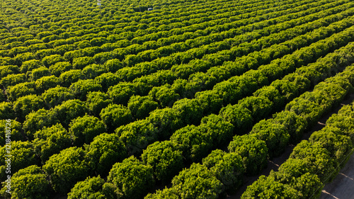 Fotografía Aerial view of symmetrical rows of orange tree crops in California