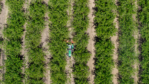 overhead view of tractor working in almond tree orchard rows