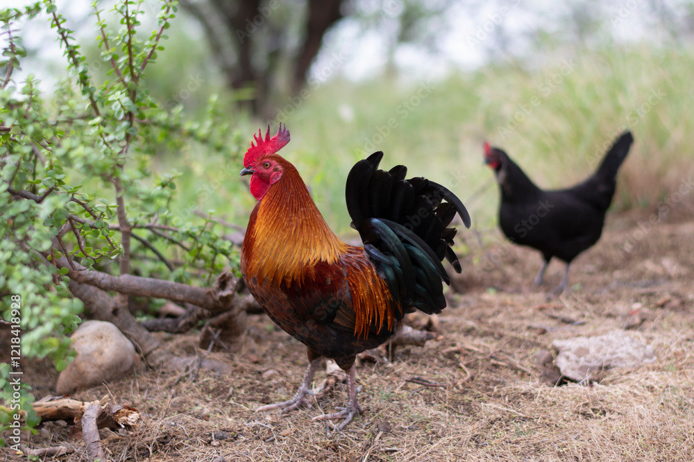 Fototapeta premium Rooster and black chicken stand in a rustic overgrown area