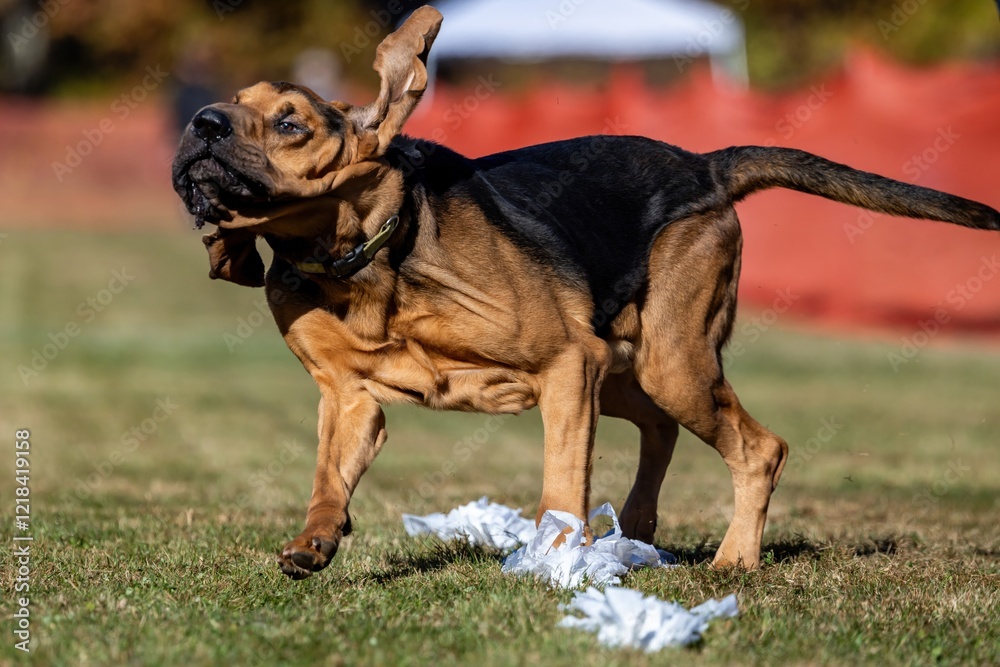 Purebred Bloodhound Scent Hound Running Lure Course Sprint Dog Sport