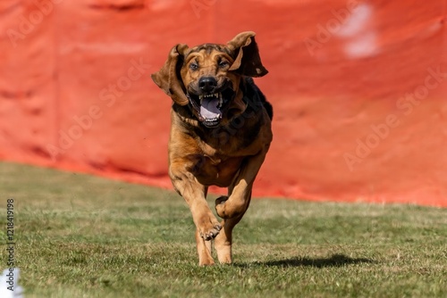 Purebred Bloodhound Scent Hound Running Lure Course Sprint Dog Sport