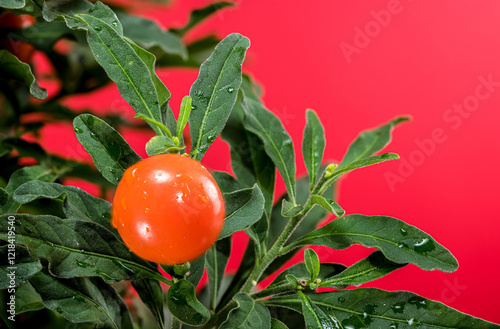 Vibrant Orange Solanum Pseudocapsicum Berries photo