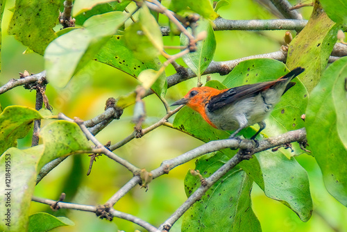Scarlet-headed Flowerpecker Dicaeum trochileum on tree photo