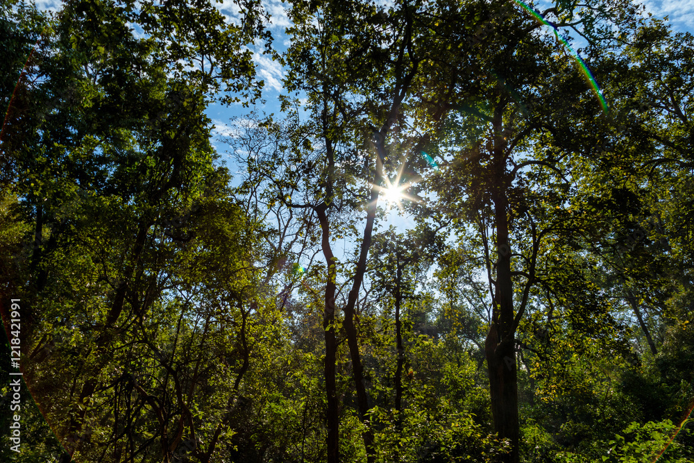 A dense forest landscape with towering trees and lush greenery, as golden sun rays filter through thick canopy, casting a warm glow on the forest floor. The clear blue sky peeks through the branches A dense forest landscape with towering trees and lush greenery, as golden sun rays filter through thick canopy, casting a warm glow on the forest floor. The clear blue sky peeks through the branches