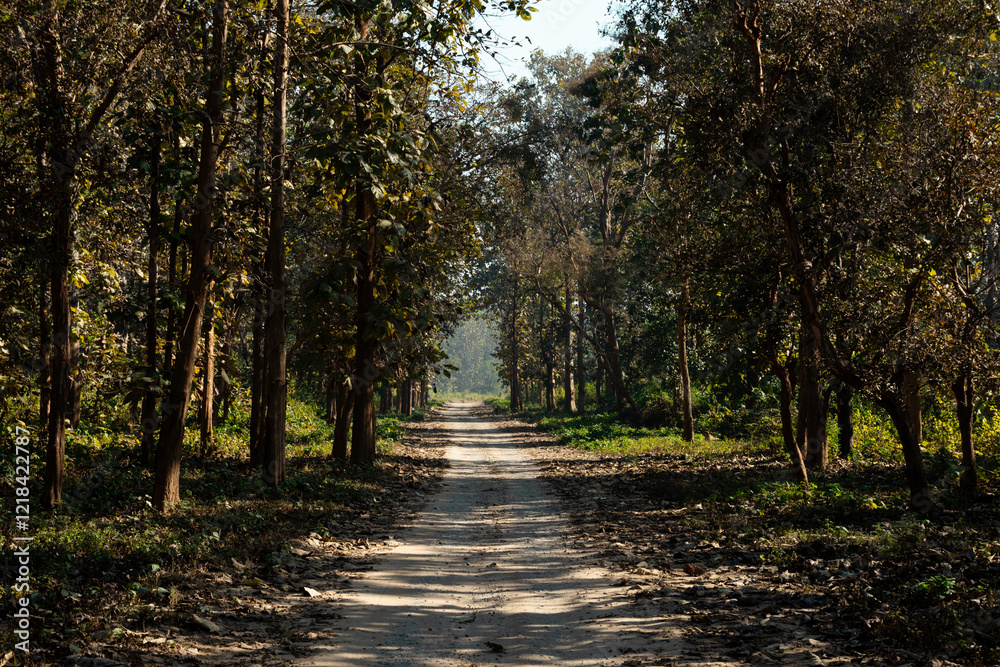 Fototapeta premium path in autumn forest of jim corbett national park