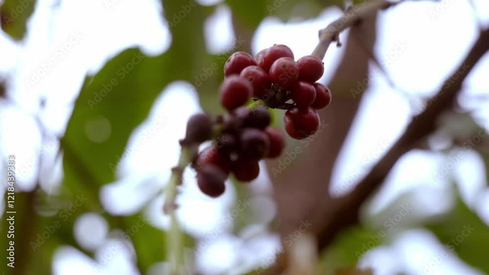 Ripen coffee and plant in agricultural farm,ripen coffee beans in coffee tree,Coffee plants to mature. Ripen coffee and plant in agricultural farm,ripen coffee beans in coffee tree,Coffee plants to mature.
