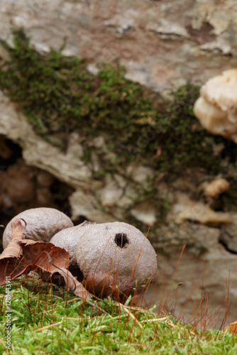 brown puffball fungus growing on green moss in autumn photo