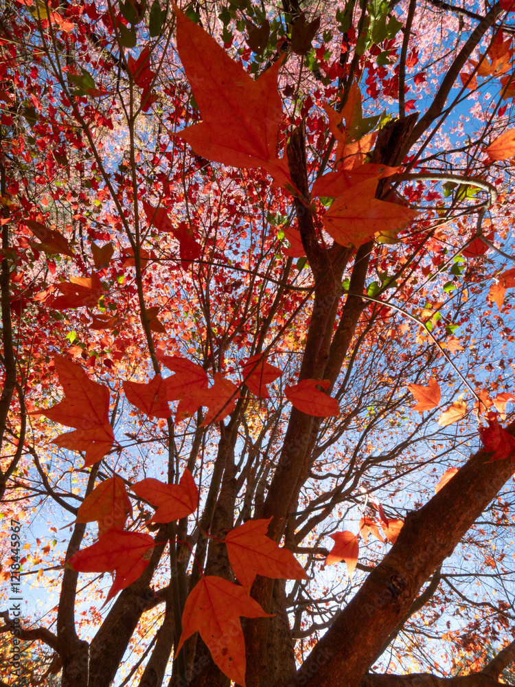 Red Maple leaves at Doi Inthanon National Park in Chiang Mai, Thailand.