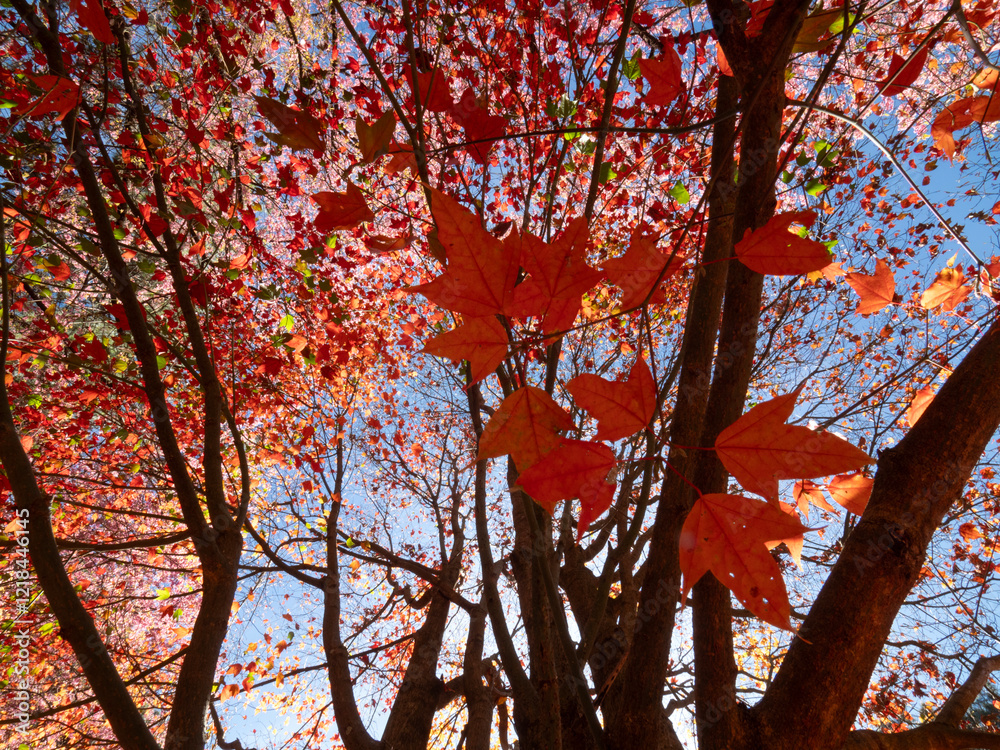 Red Maple leaves at Doi Inthanon National Park in Chiang Mai, Thailand.