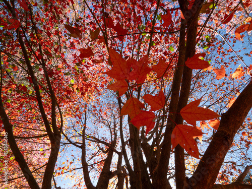 Red Maple leaves at Doi Inthanon National Park in Chiang Mai, Thailand.