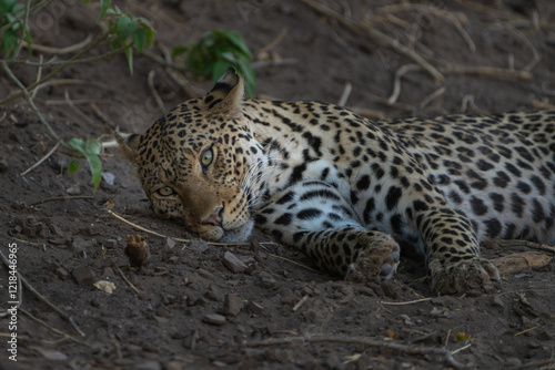 Eye level closeup of a leopard's face lying in a riverbed, Botswana.  photo