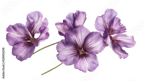 Purple flower on transparent background