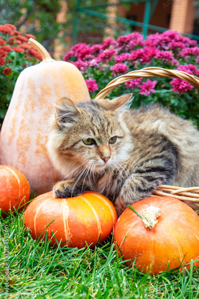 A funny kitten sits in a basket in the garden next to pumpkins and flowers
