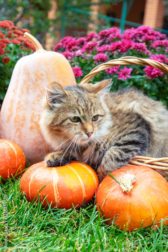 Obraz na płótnie A funny kitten sits in a basket in the garden next to pumpkins and flowers w salonie