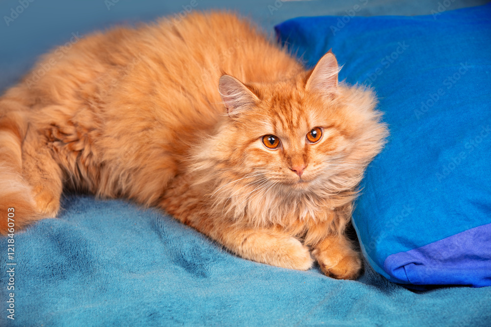 Portrait of a cute red longhair cat lying in the bуd on a blue blanket