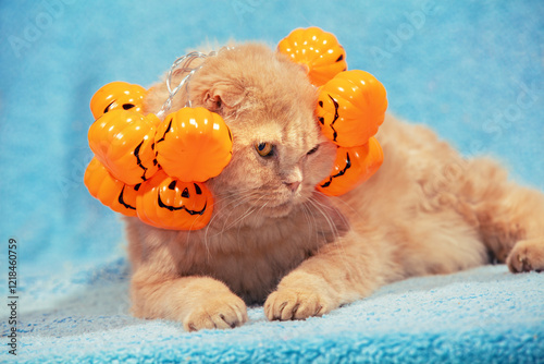 A funny Scottish fold shorthair cat with Halloween garland from artificial pumpkins on the head lying on a blue blanket
