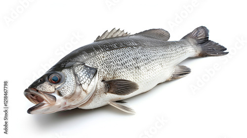One fresh sea bass fish isolated on white background