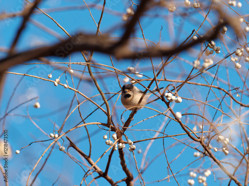 Small Silver-throated bushtit perched on a tree branch, Aegithalos glaucogularis or long tailed tit.