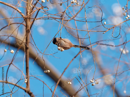 Small Silver-throated bushtit perched on a tree branch, Aegithalos glaucogularis or long tailed tit. photo