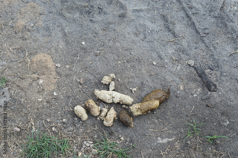 Obraz premium Pile of fresh dog shit, poop on ground. Concept unpleasant and unhygienic, disgusted dirty dung from pets that can cause problem for people to step on it.