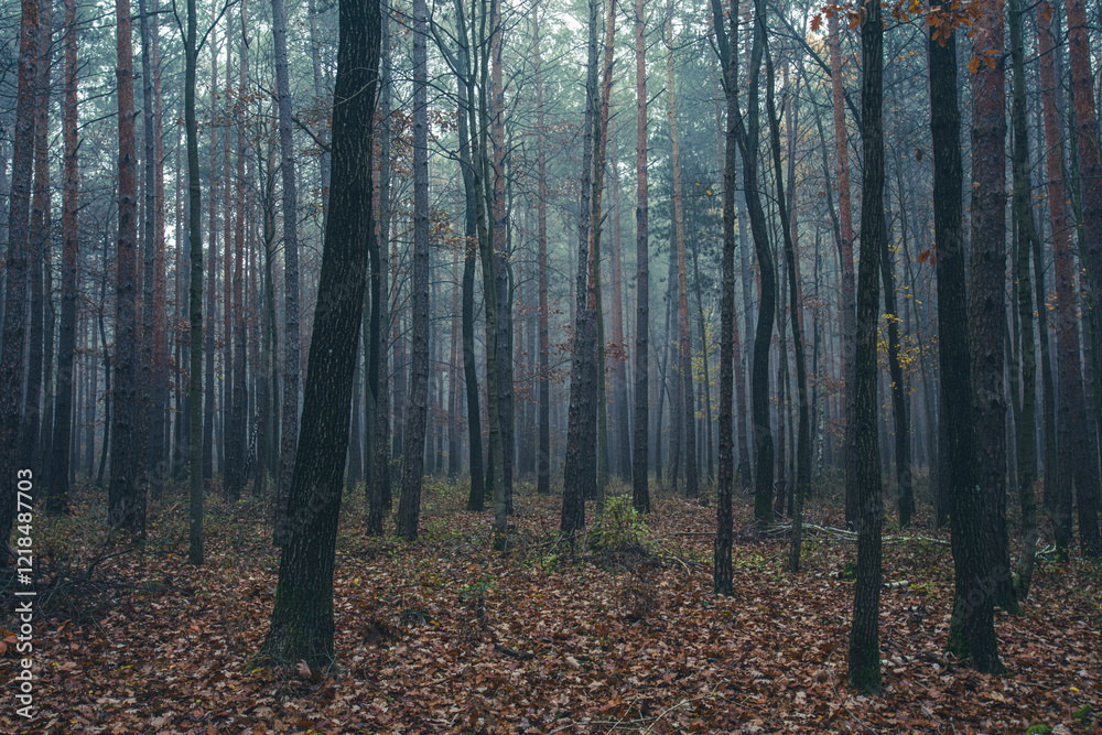 Fototapeta premium morning forest in the mist