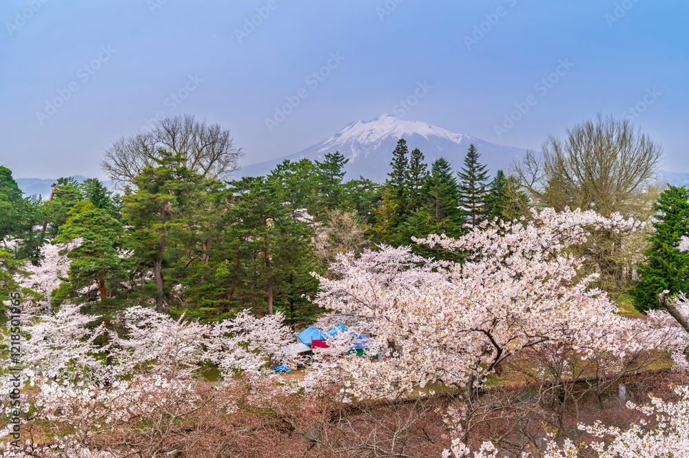 Cherry blossom or Sakura tunnel full bloom in the Hirosaki Castle traditional Japanese castle Park at Hirosaki Castle Park, Aomori, Japan