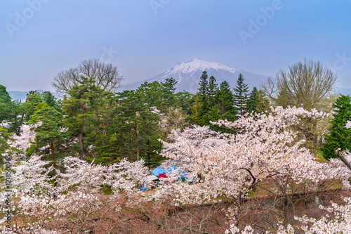 Obraz na płótnie Cherry blossom or Sakura tunnel full bloom in the Hirosaki Castle traditional Japanese castle Park at Hirosaki Castle Park, Aomori, Japan w salonie