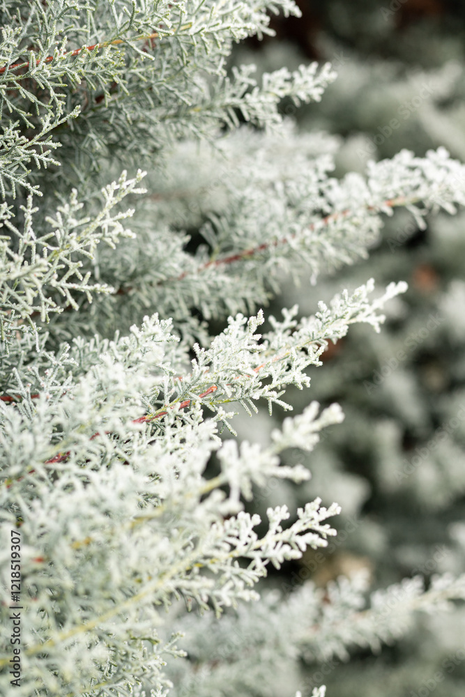 Christmas tree branches in the snow. Winter landscape. Snowy winter Christmas tree branches in the snow. Winter landscape. Snowy winter