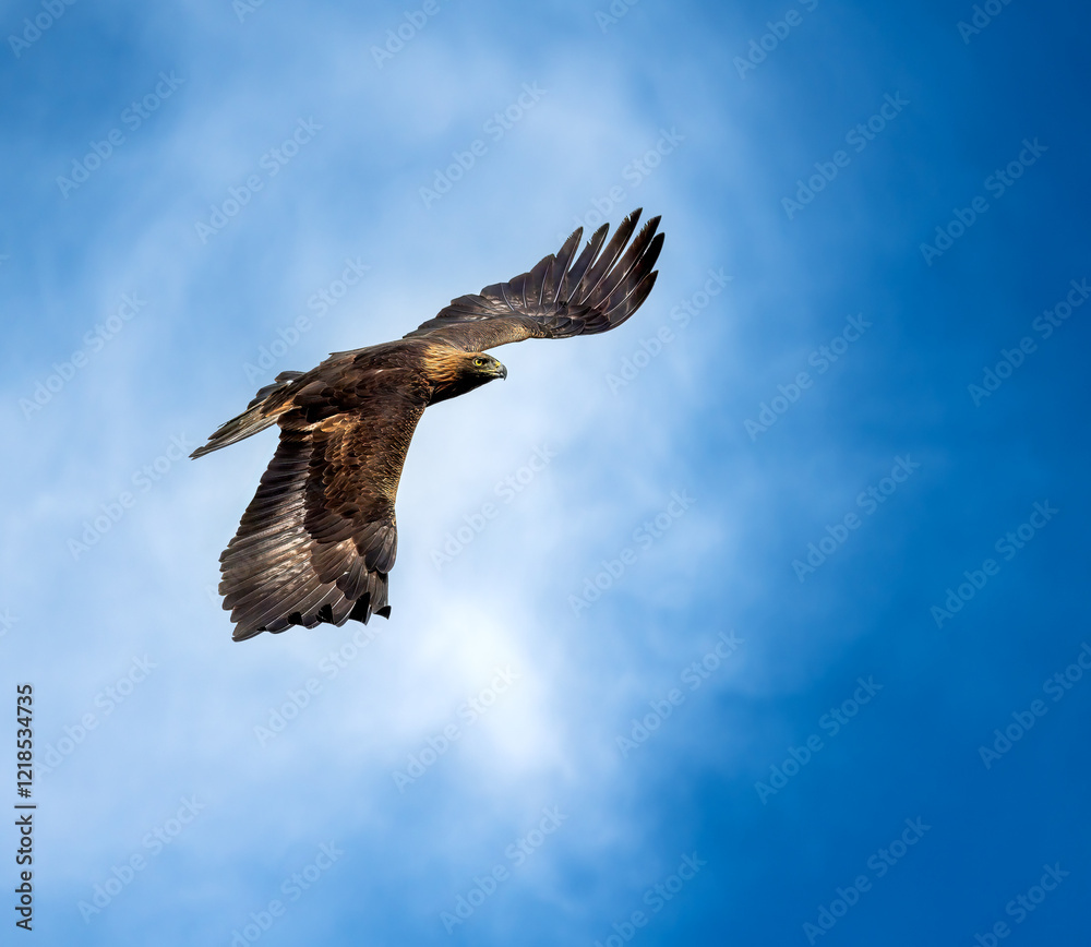 Flying golden eagle (Aquila chrysaetos)