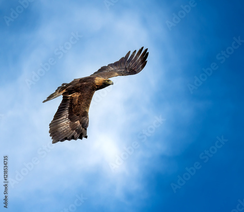 Obraz na płótnie Flying golden eagle (Aquila chrysaetos) w salonie