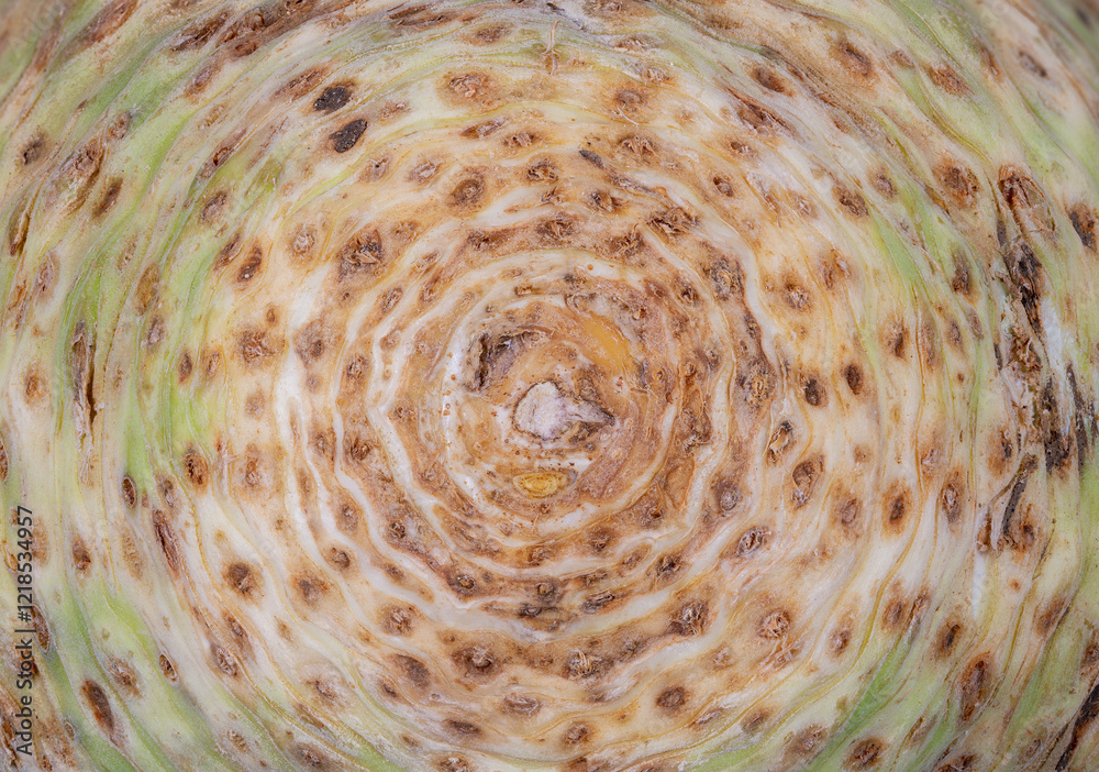 Abstract macro background of a celery root