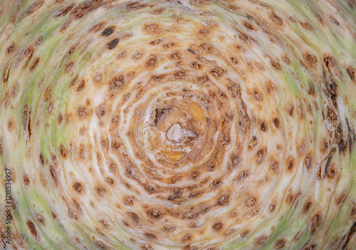 Abstract macro background of a celery root