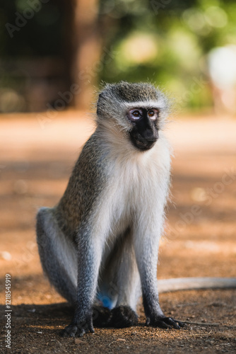 Canvas Print Shallow depth of field photo of an African blue monkey sitting still and upright staring