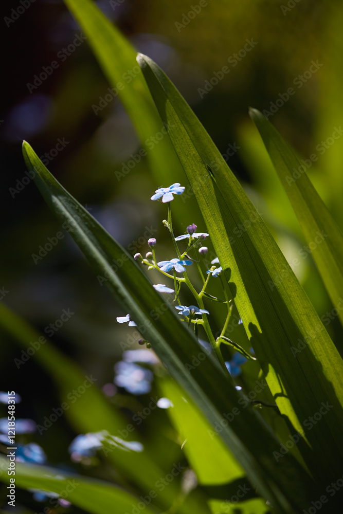 Fototapeta premium Bright green leaves cradling delicate blue flowers in a lush garden setting